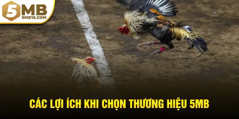 Các lợi ích khi chọn thương hiệu 5MB