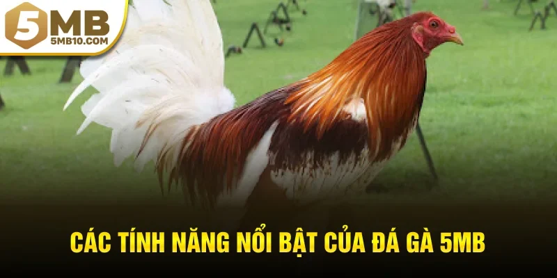 Các tính năng nổi bật của đá gà 5MB