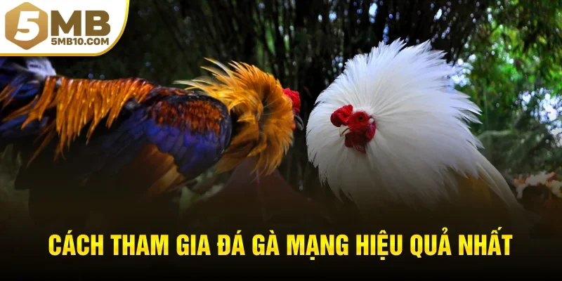 Cách tham gia đá gà mạng hiệu quả nhất