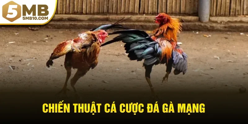 Chiến thuật cá cược đá gà mạng giúp tăng tỷ lệ thắng