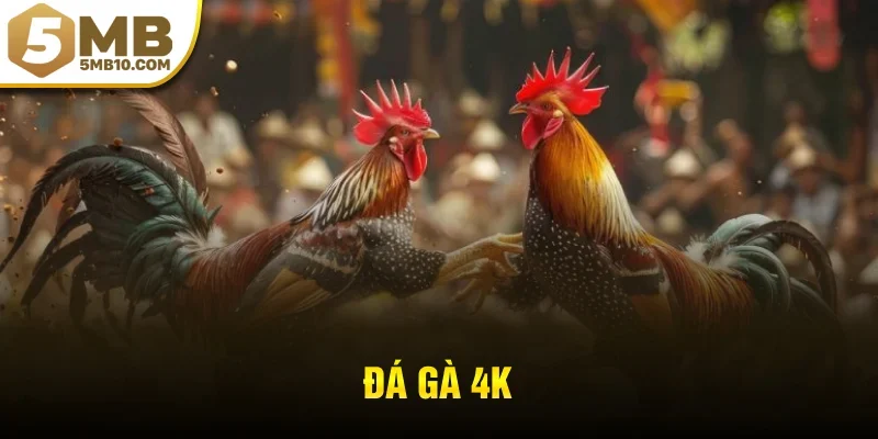 đá gà 4k