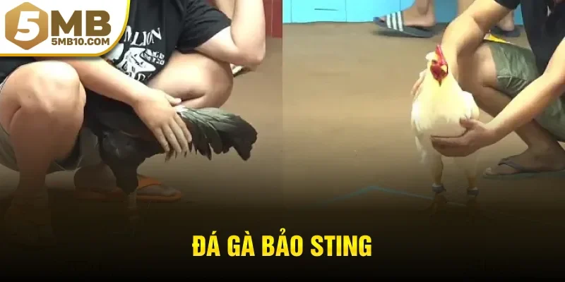 đá gà bảo sting