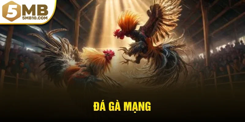đá gà mạng