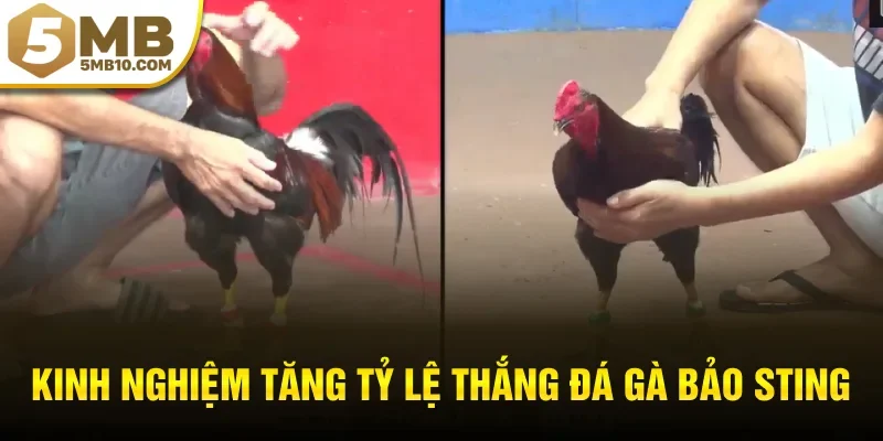 Kinh nghiệm tăng tỷ lệ thắng đá gà bảo sting