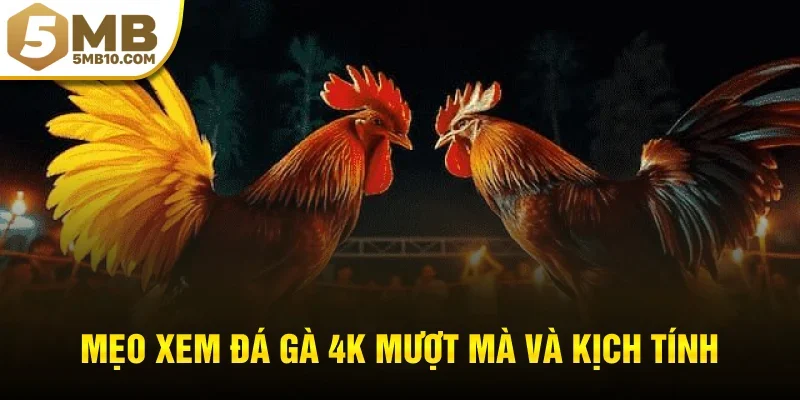 Mẹo xem đá gà 4K mượt mà và kịch tính