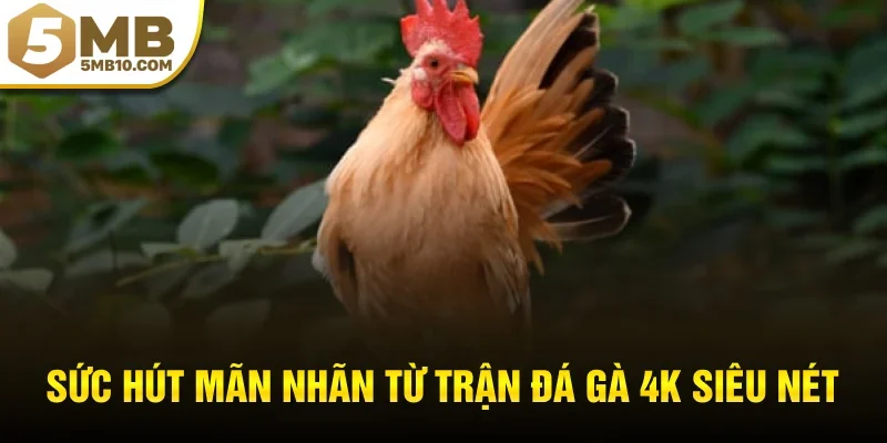 Sức hút mãn nhãn từ trận đá gà 4K siêu nét