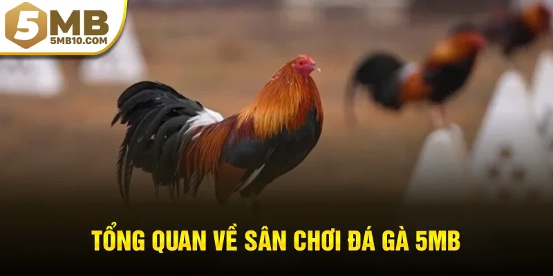 Tổng quan về sân chơi đá gà 5MB