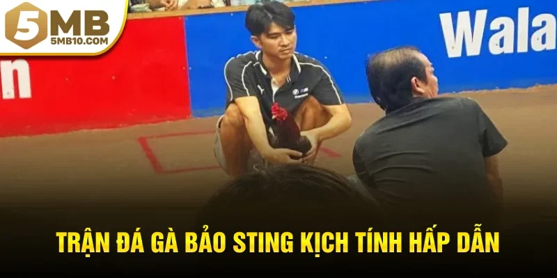 Trận đá gà bảo sting kịch tính hấp dẫn